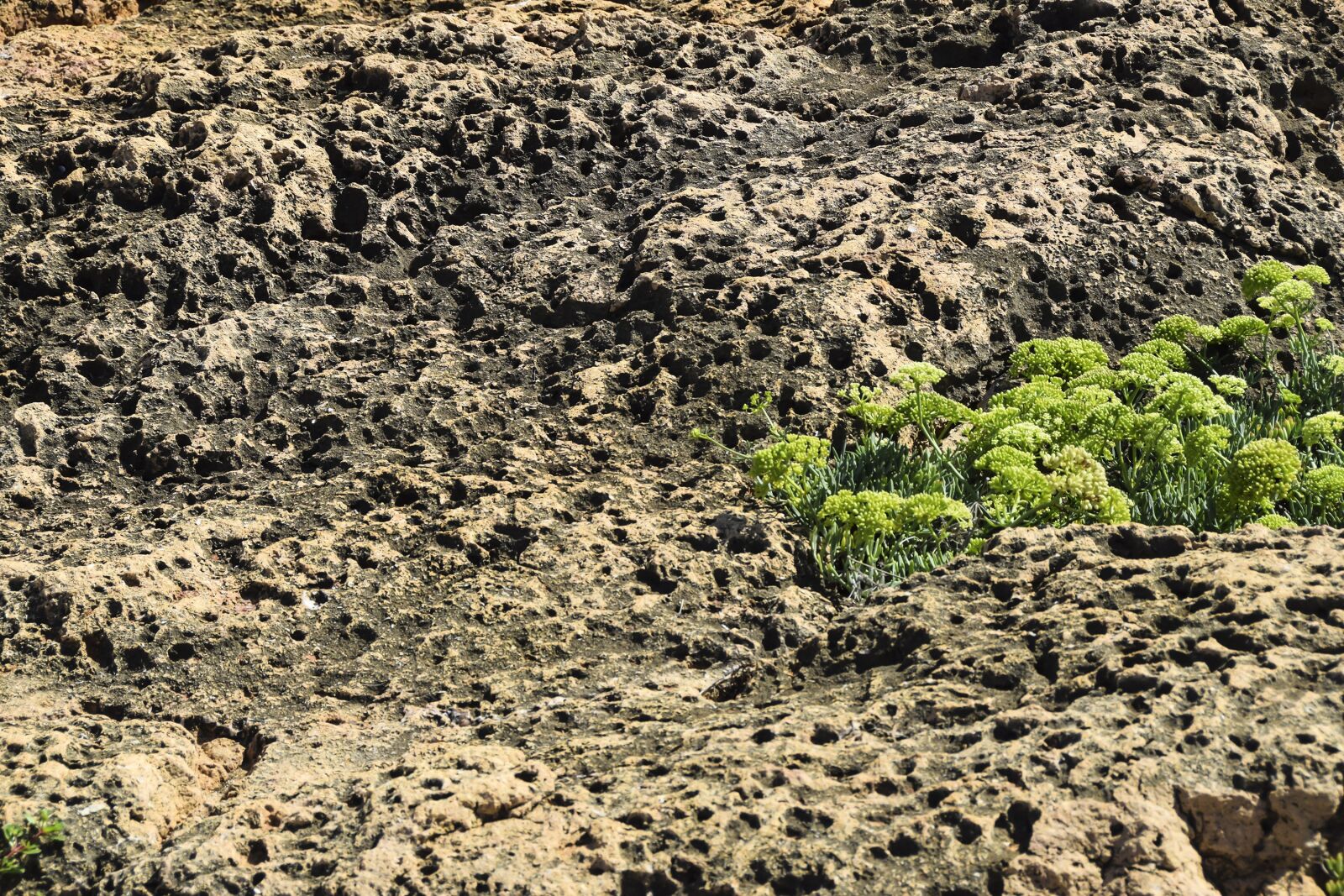Nikon D5300 sample photo. Texture, meteorite, background photography
