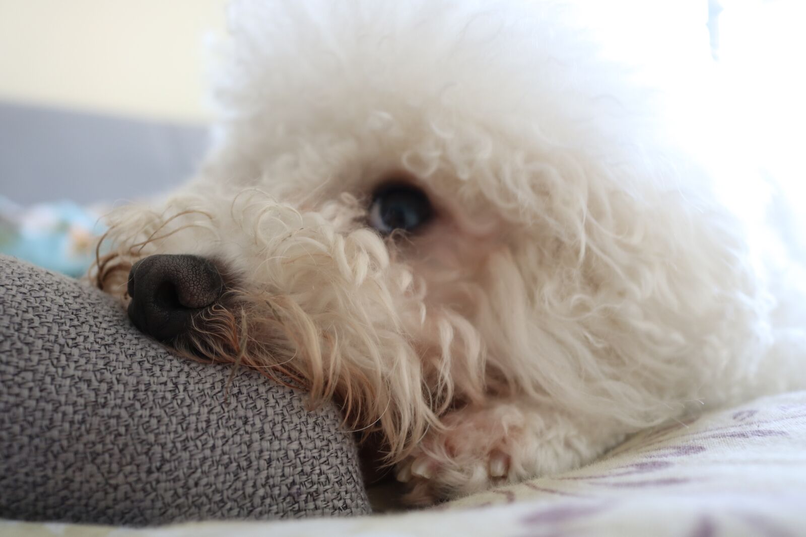 Canon EOS 750D (EOS Rebel T6i / EOS Kiss X8i) sample photo. Dog, white, puppy photography