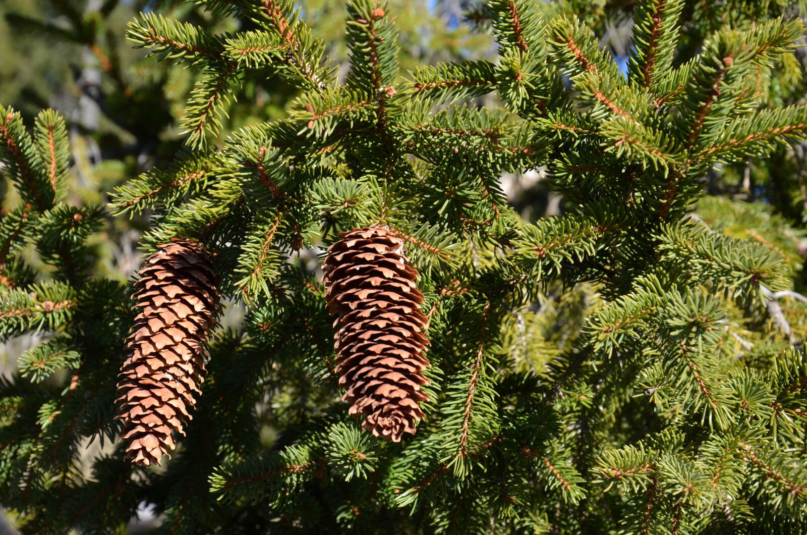 Nikon D7000 sample photo. Cones, forest, pine photography