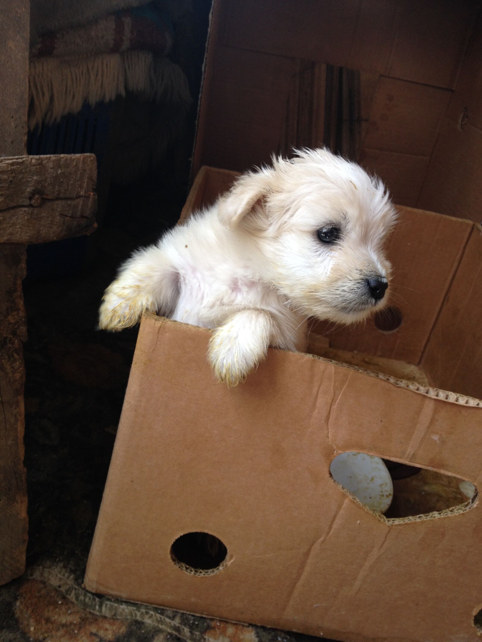 iPhone 4S back camera 4.28mm f/2.4 sample photo. Puppy, dog lover, dog photography