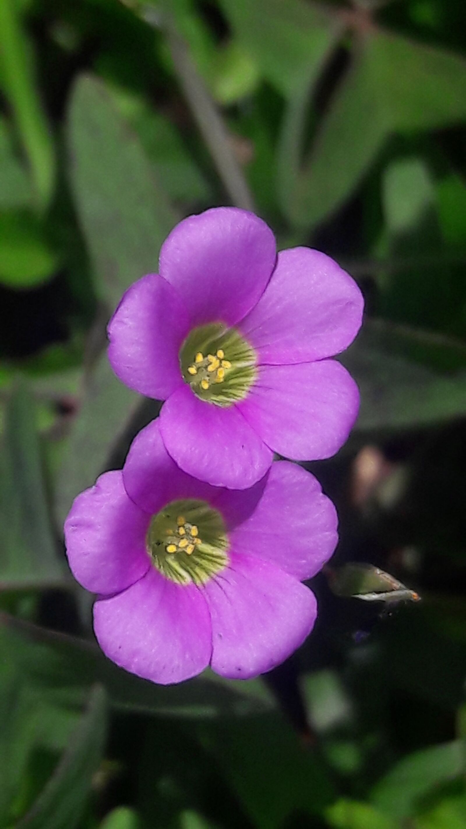 Samsung Galaxy J7 sample photo. Flower, wild, boil photography