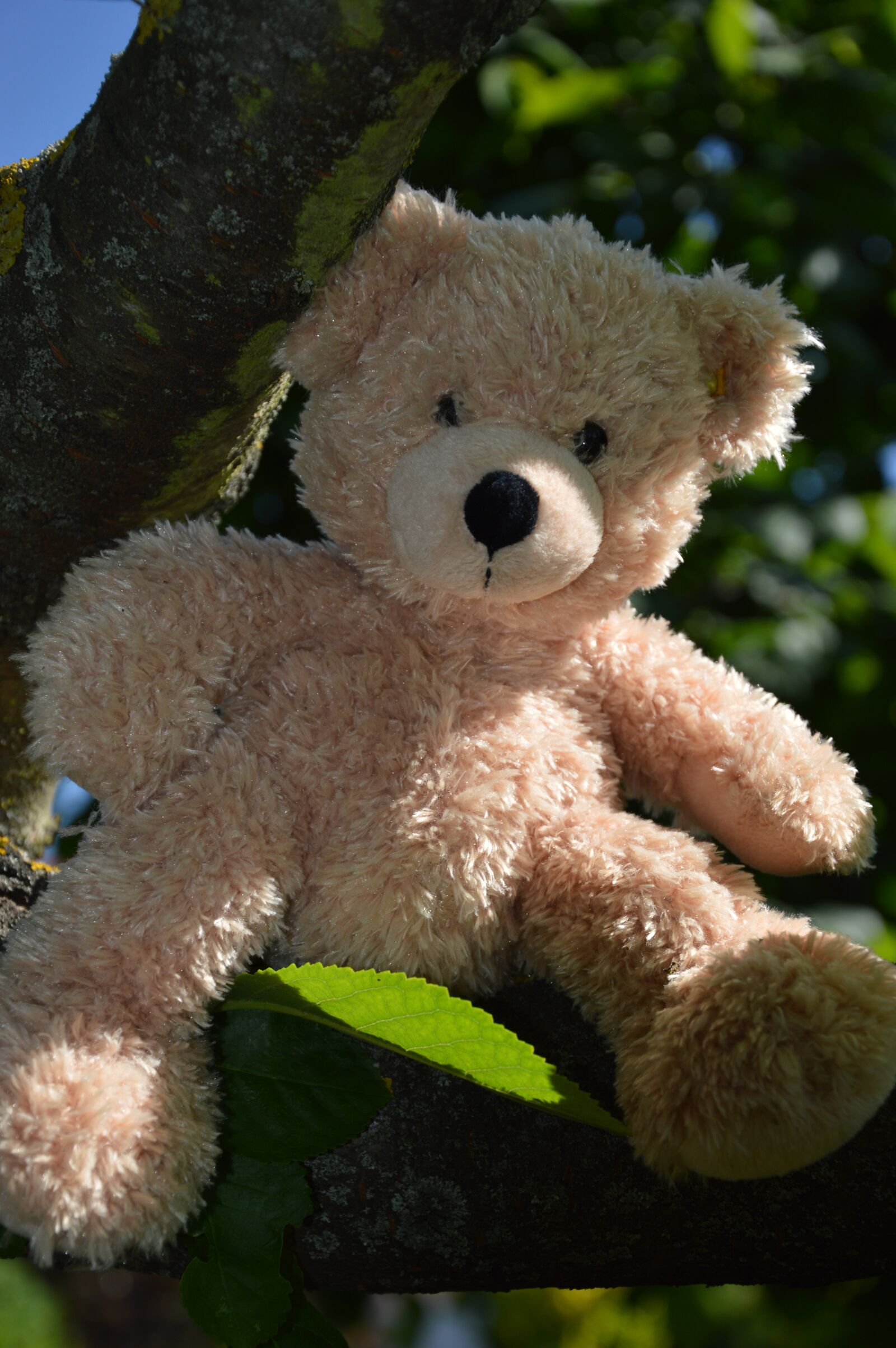 Nikon D3200 sample photo. Teddy bear, soft toy photography