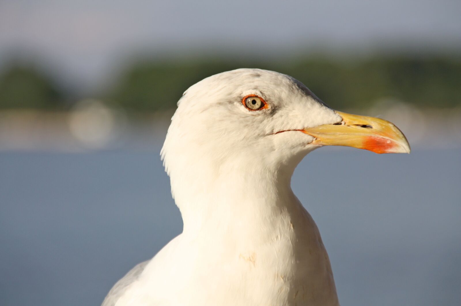 Canon EOS 450D (EOS Rebel XSi / EOS Kiss X2) sample photo. Seagull, bird, sea photography