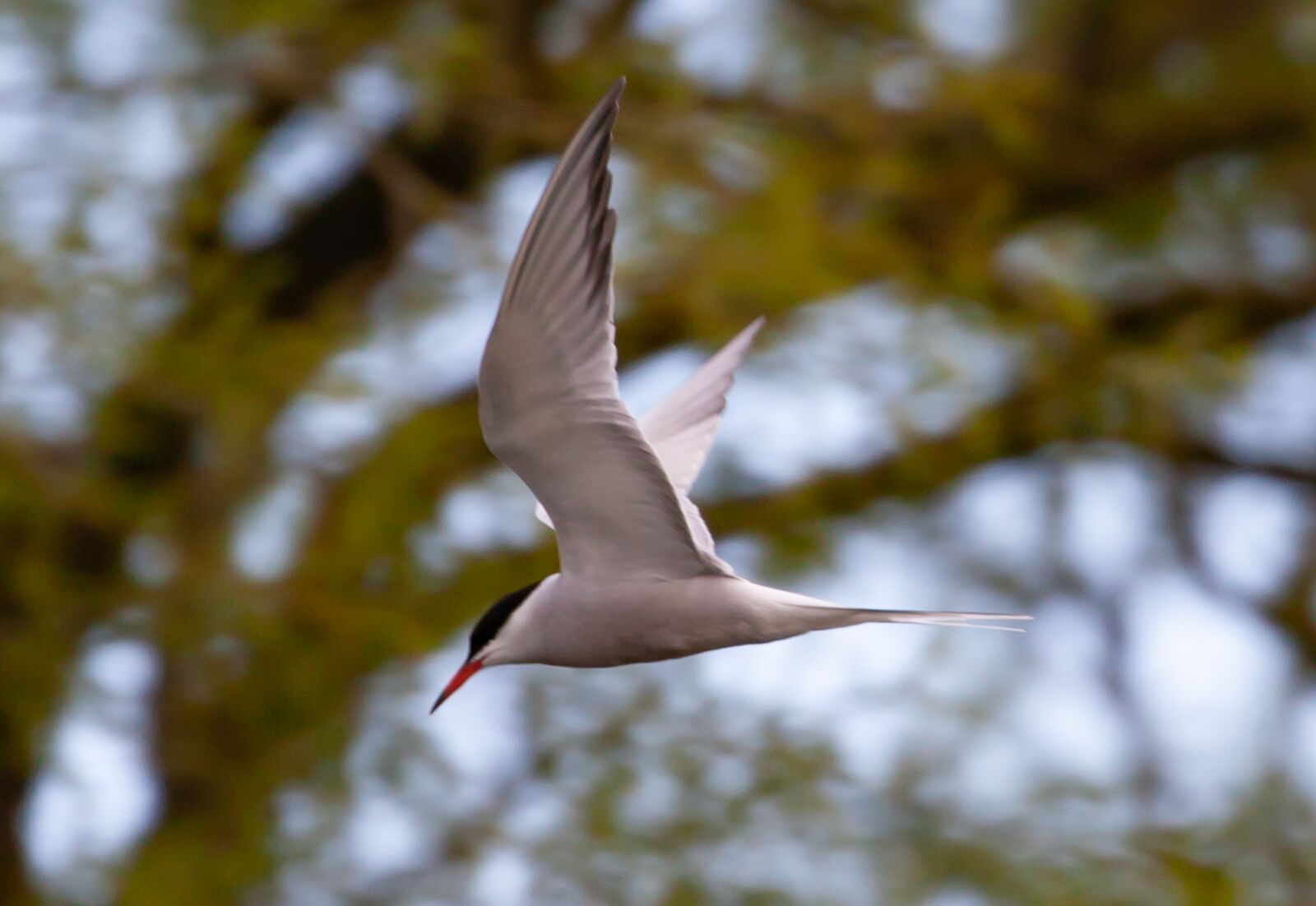 Canon EOS 5D Mark II sample photo. Common tern, tern, sea photography