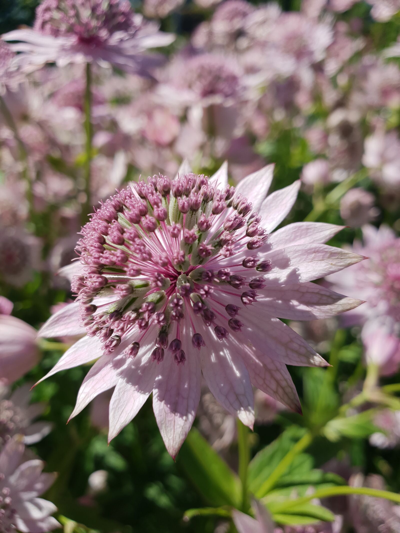 Samsung Galaxy S9+ sample photo. Flower, lavender, plants photography