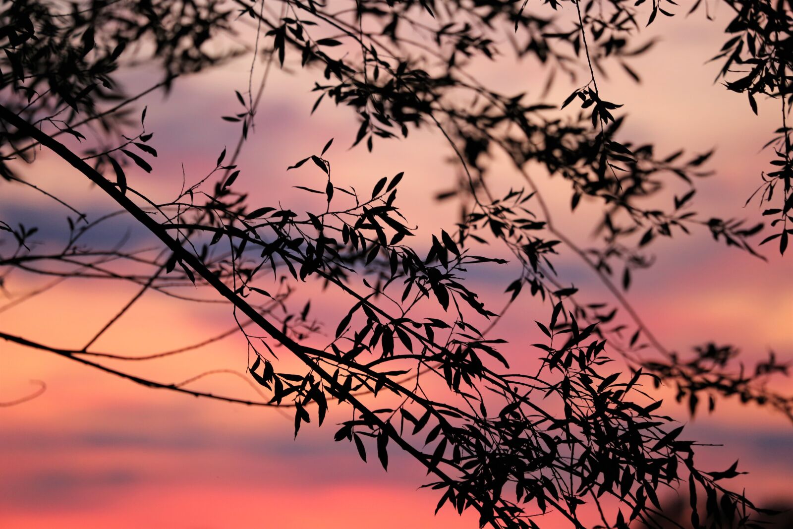 Canon EOS 6D + Canon EF 70-300 F4-5.6 IS II USM sample photo. Sunset, evening, osier branches photography