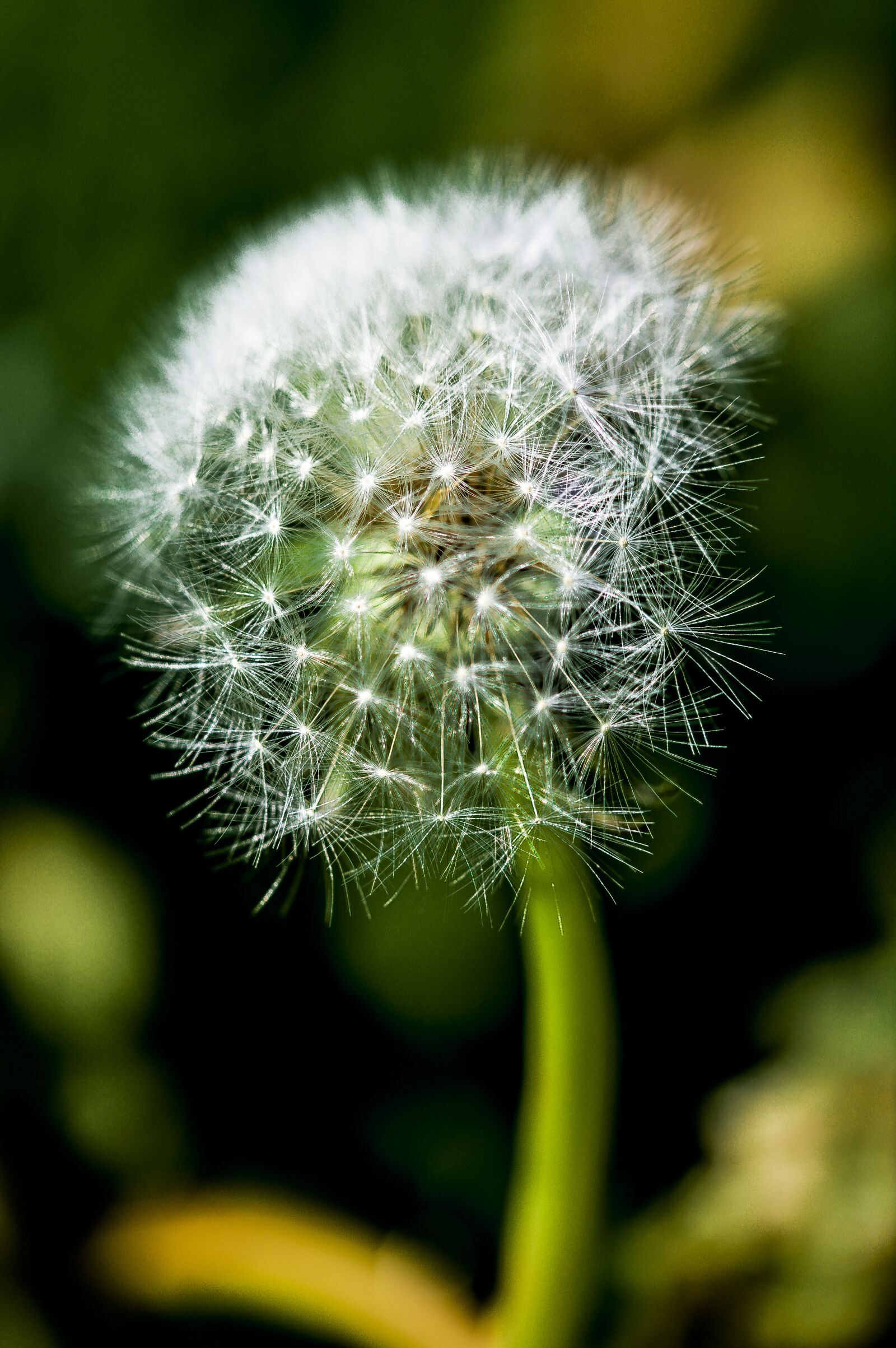 Nikon D5200 sample photo. Dandelion, impression, blur photography