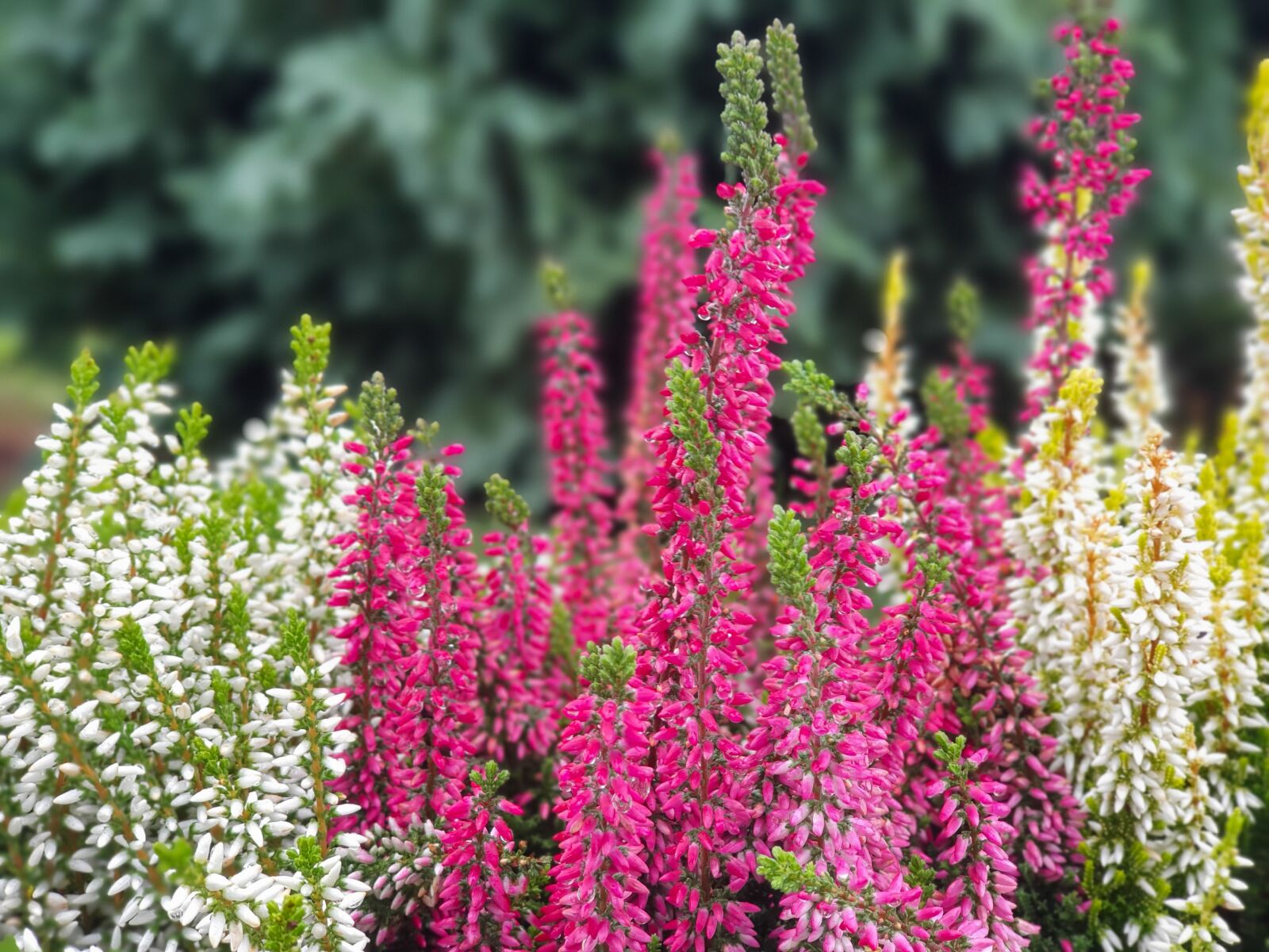 Samsung SM-G973F sample photo. Heathers, nature, flowers photography