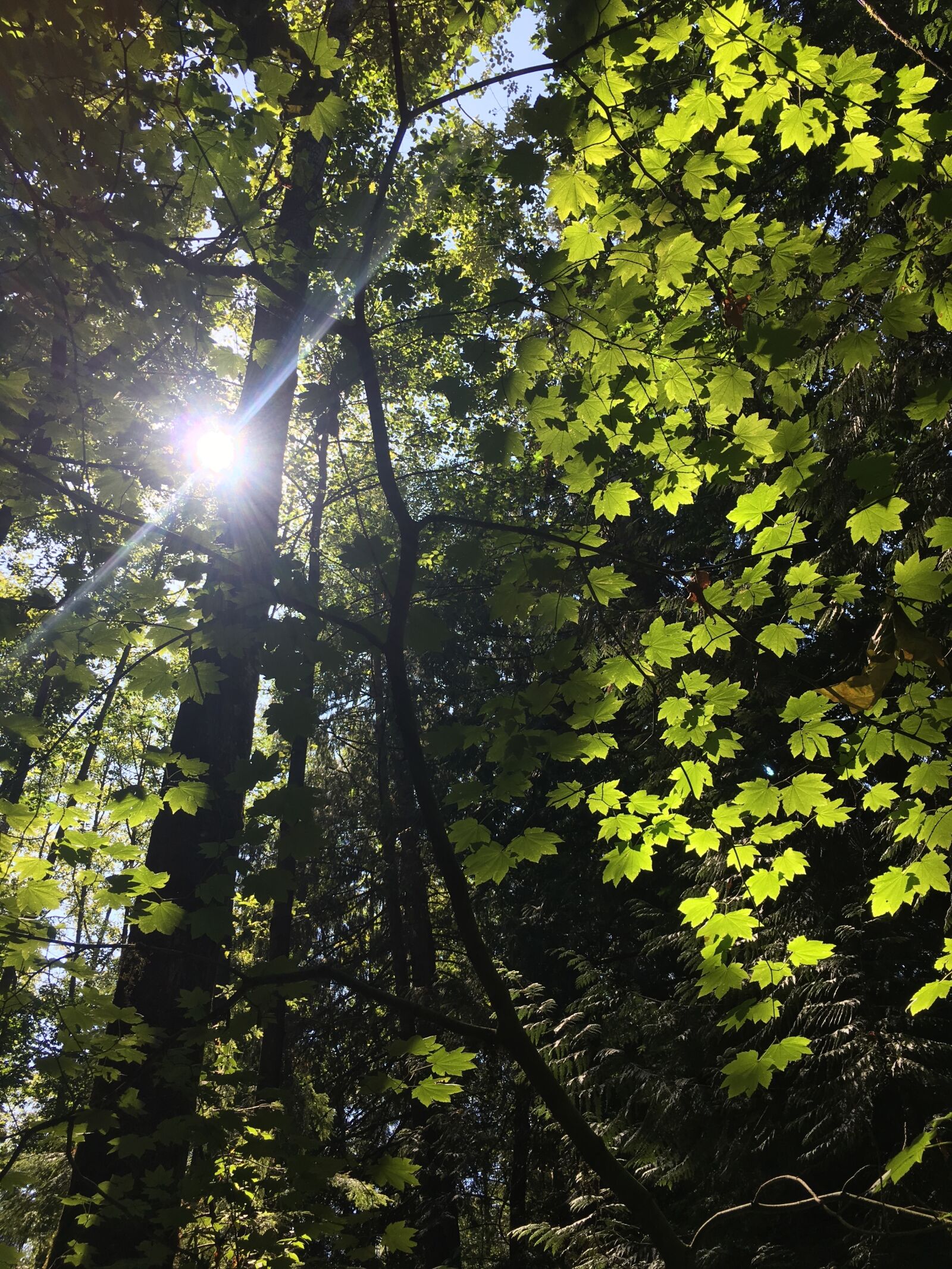 Apple iPhone 6s Plus sample photo. Forest, summer, sun, glare photography