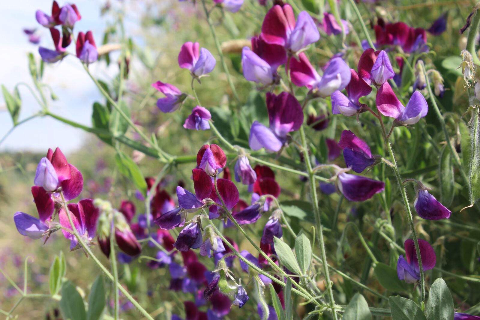 Canon EOS 600D (Rebel EOS T3i / EOS Kiss X5) sample photo. Violet, fuchsia, nature photography