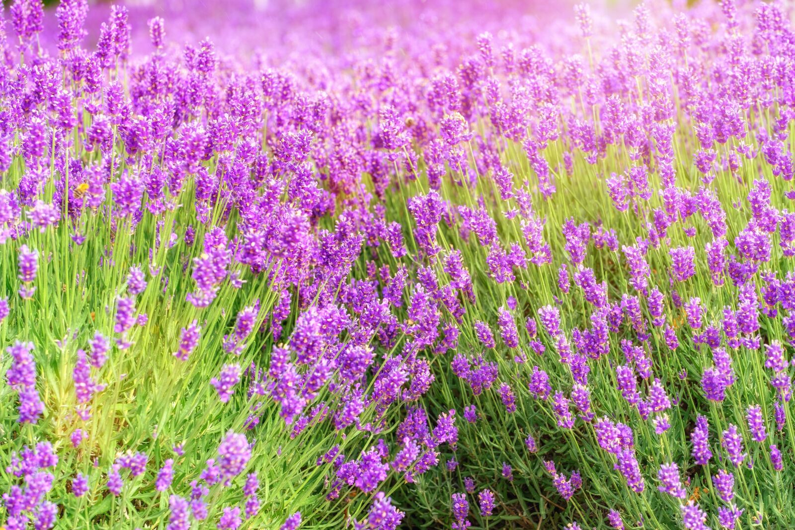 Fujifilm X-T2 + Fujifilm XF 80mm F2.8 R LM OIS WR Macro sample photo. Lavender, flower, blossom photography