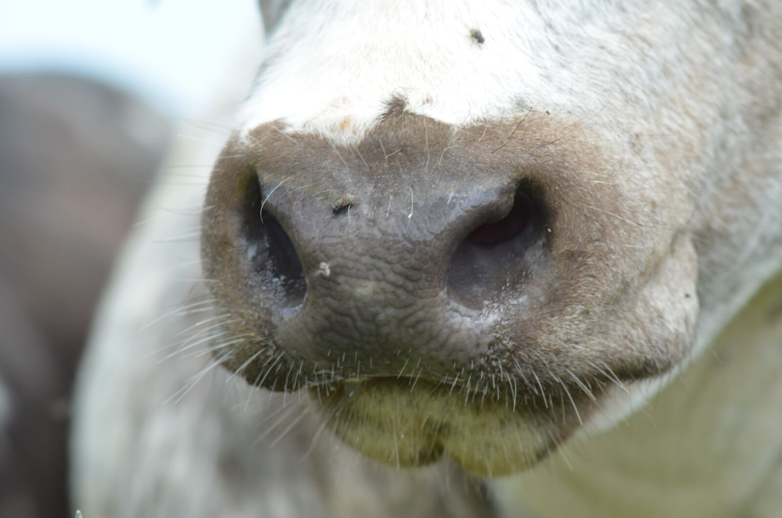 Nikon D5100 sample photo. Nostril, cow, agriculture photography