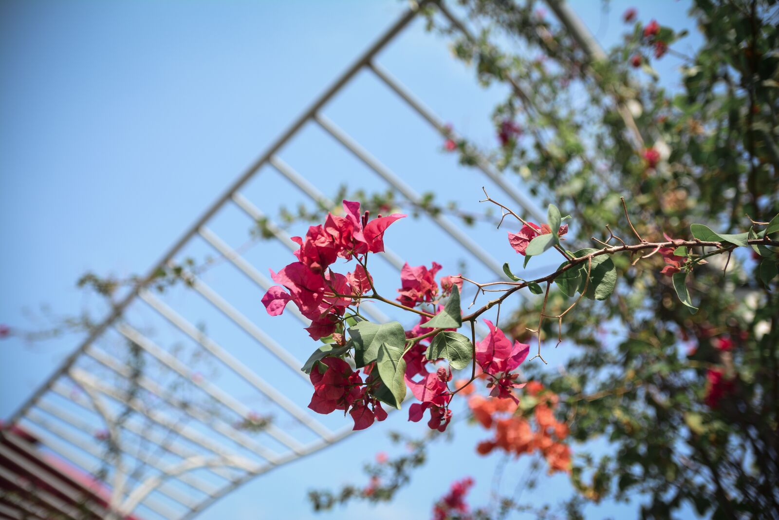 Nikon D7100 sample photo. Flower, color, life photography