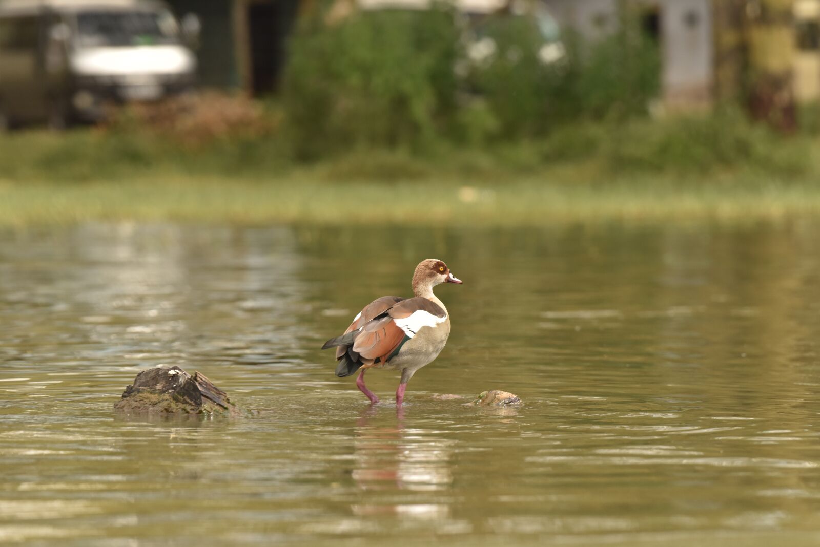 Nikon D810 sample photo. Duck, goose, egyptians goose photography