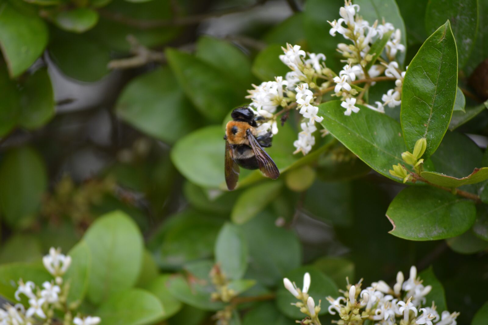 Nikon D5200 sample photo. Bee, flower, pollen photography