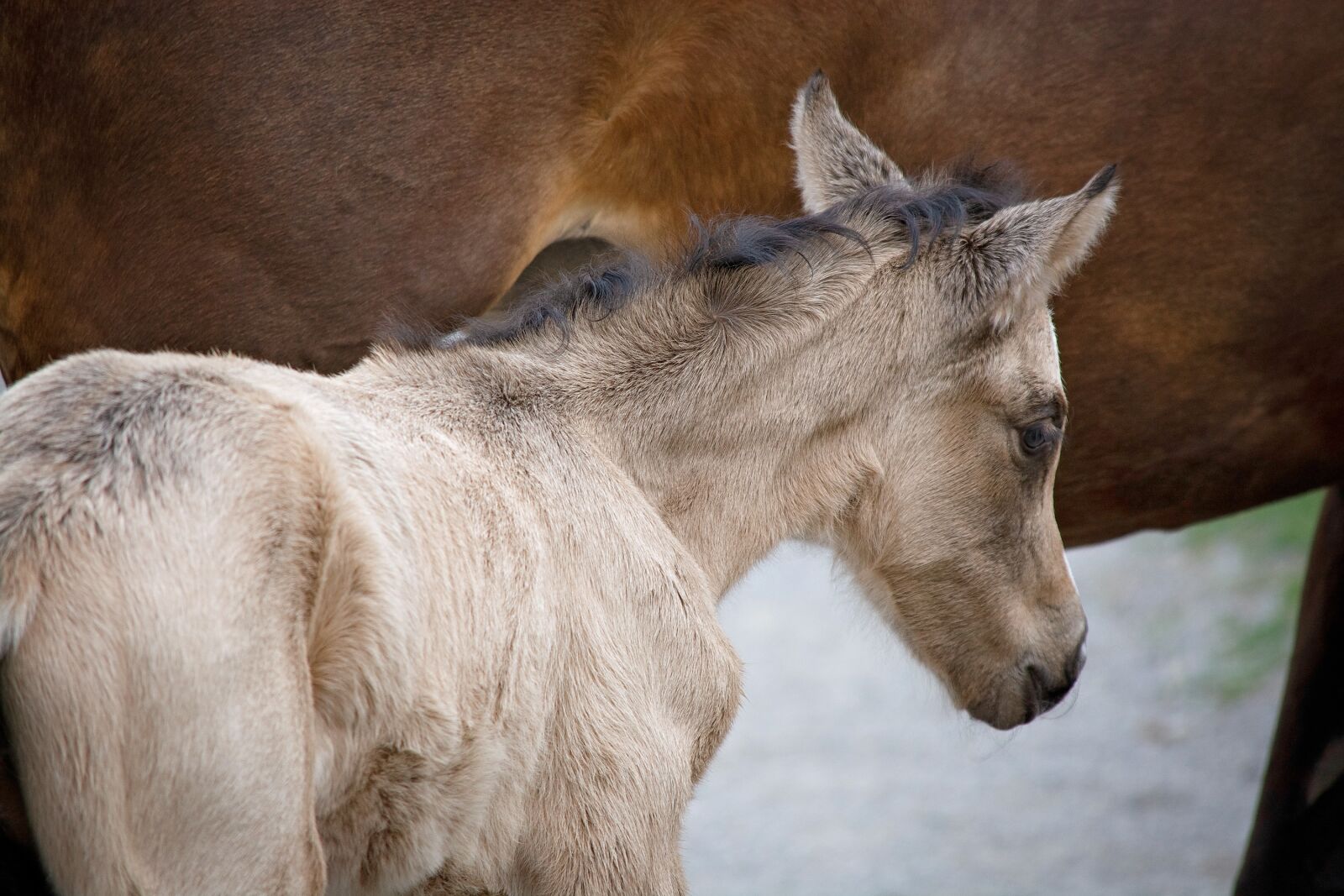 Nikon D7100 sample photo. Foal, newborn, pony photography