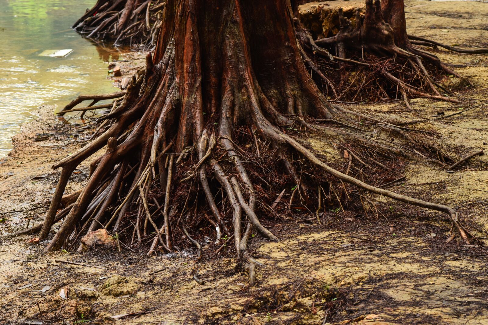 Nikon D5500 sample photo. Jungle, tree roots, tree photography