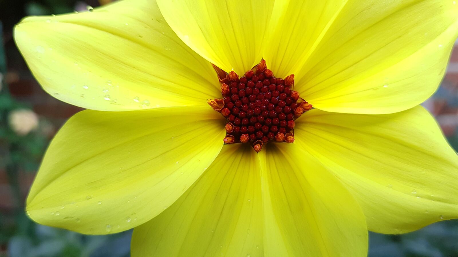 Samsung Galaxy S7 sample photo. Flower, blossom, bloom photography