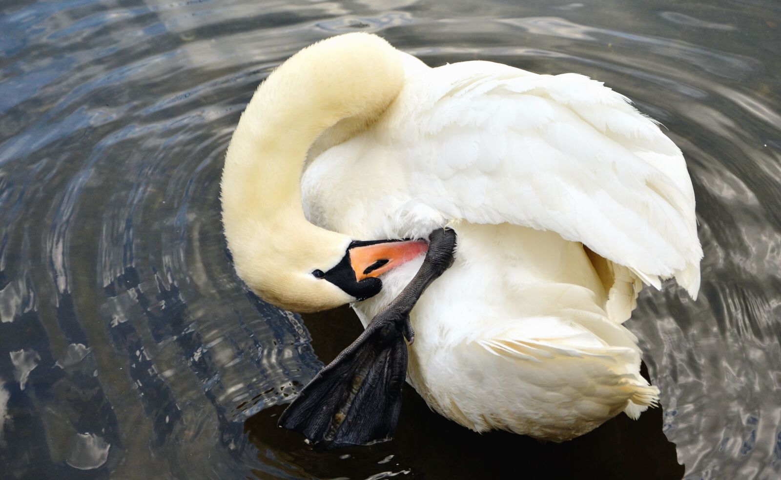 Nikon D5200 sample photo. Swan, bird, animal, feather photography