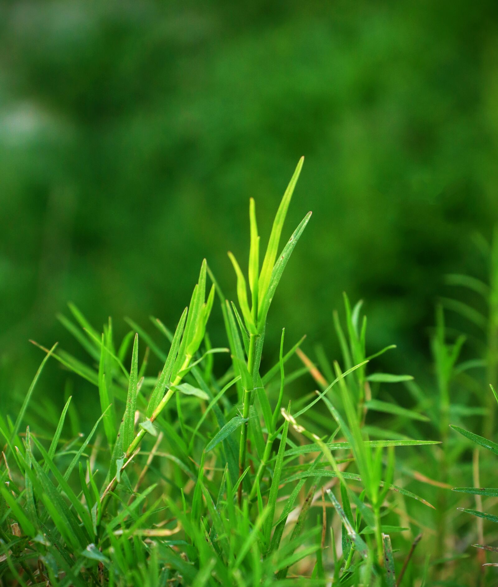 Canon EOS 800D (EOS Rebel T7i / EOS Kiss X9i) sample photo. Green tree, nature, trees photography