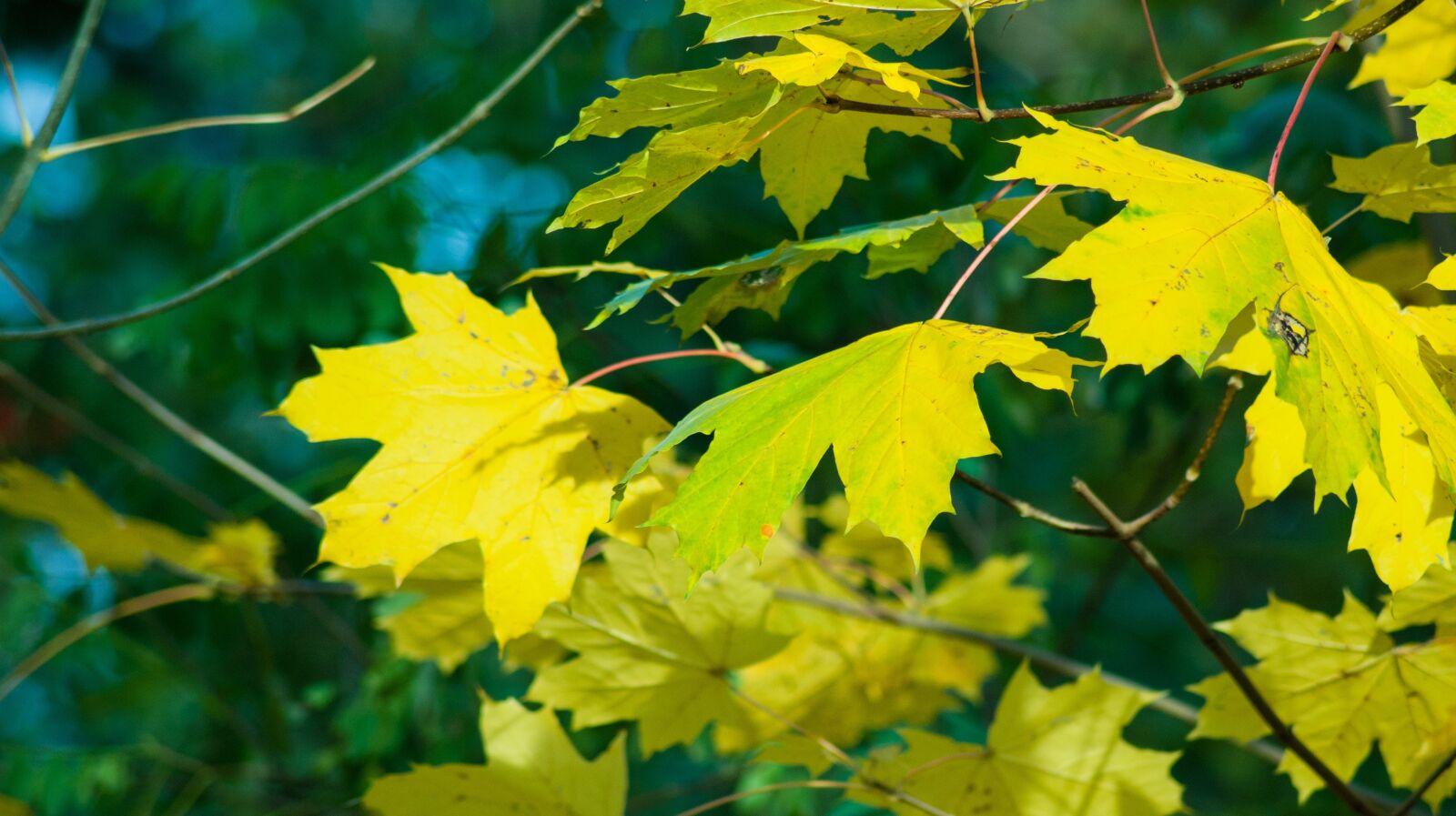 Sony Alpha DSLR-A350 + Sony DT 55-200mm F4-5.6 SAM sample photo. Foliage, autumn, yellow leaves photography