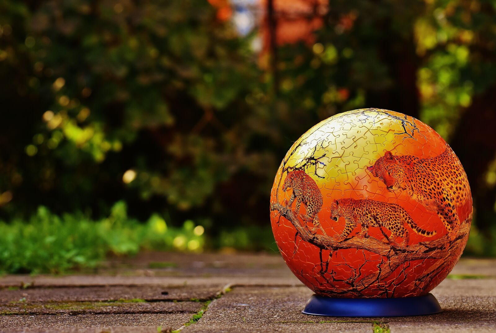 Nikon D7200 sample photo. Puzzle ball, leopard, wild photography