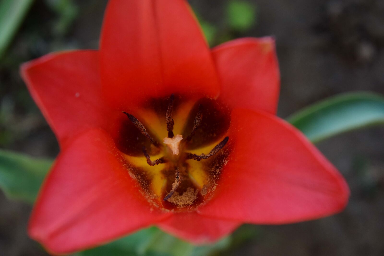 Nikon D5500 sample photo. Close-up, pistil, pollen, red photography