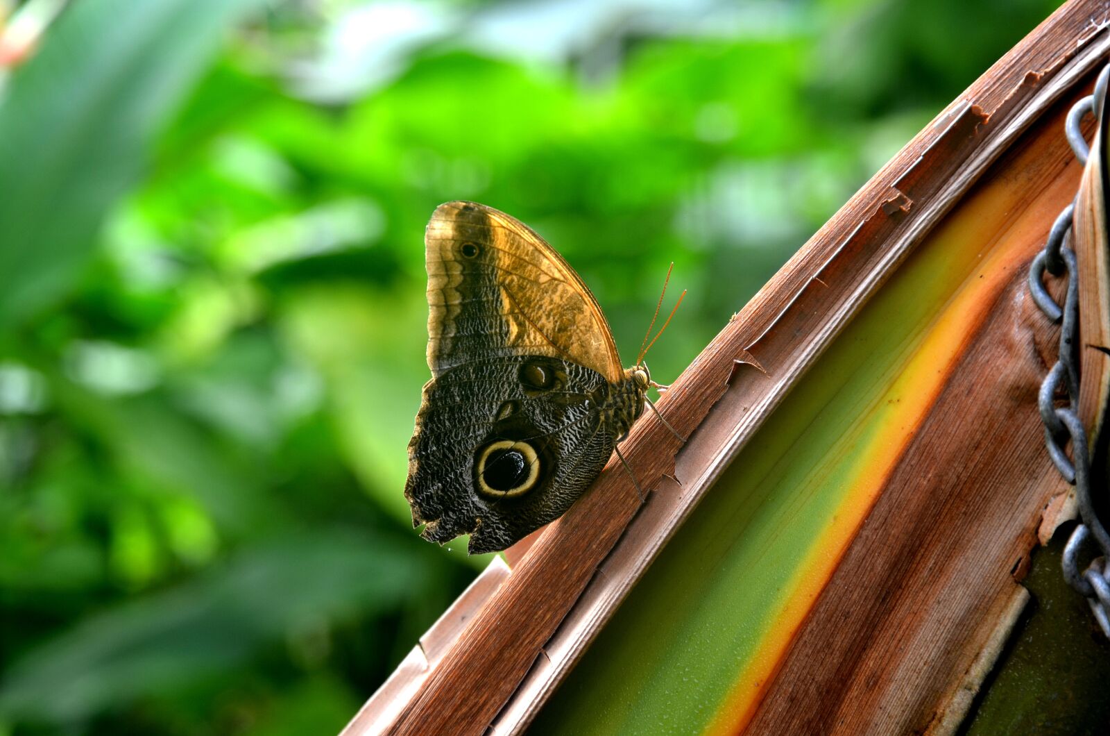 Nikon D5100 sample photo. Butterfly, nature, insect photography