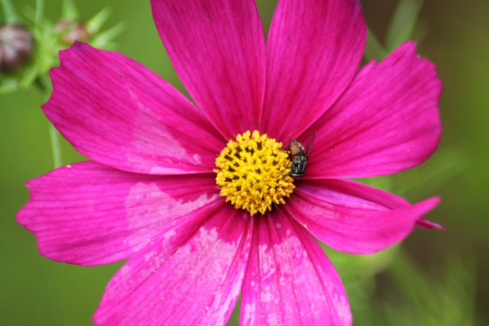 Canon EOS 1100D (EOS Rebel T3 / EOS Kiss X50) sample photo. Flower, cosmos, pink photography