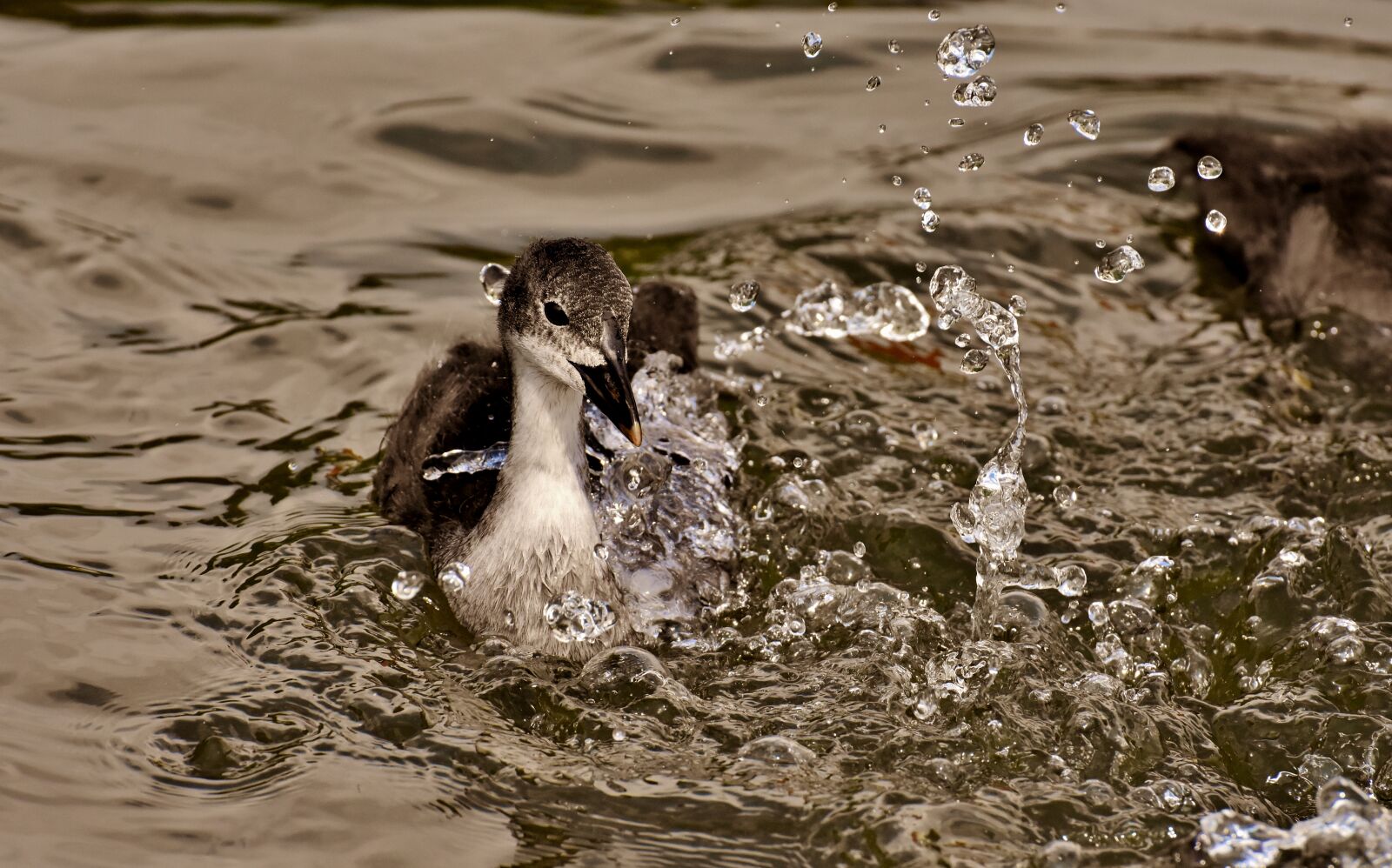 Nikon D7200 sample photo. Coots, chicks, paddling photography