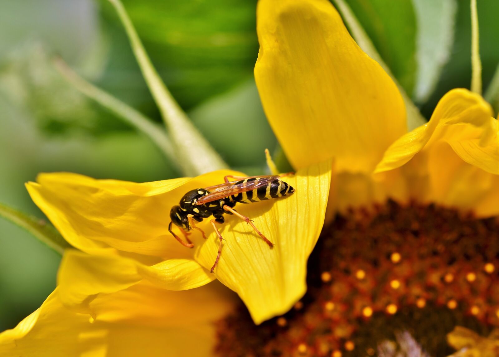 Nikon D7200 sample photo. Wasp, insect, sting photography