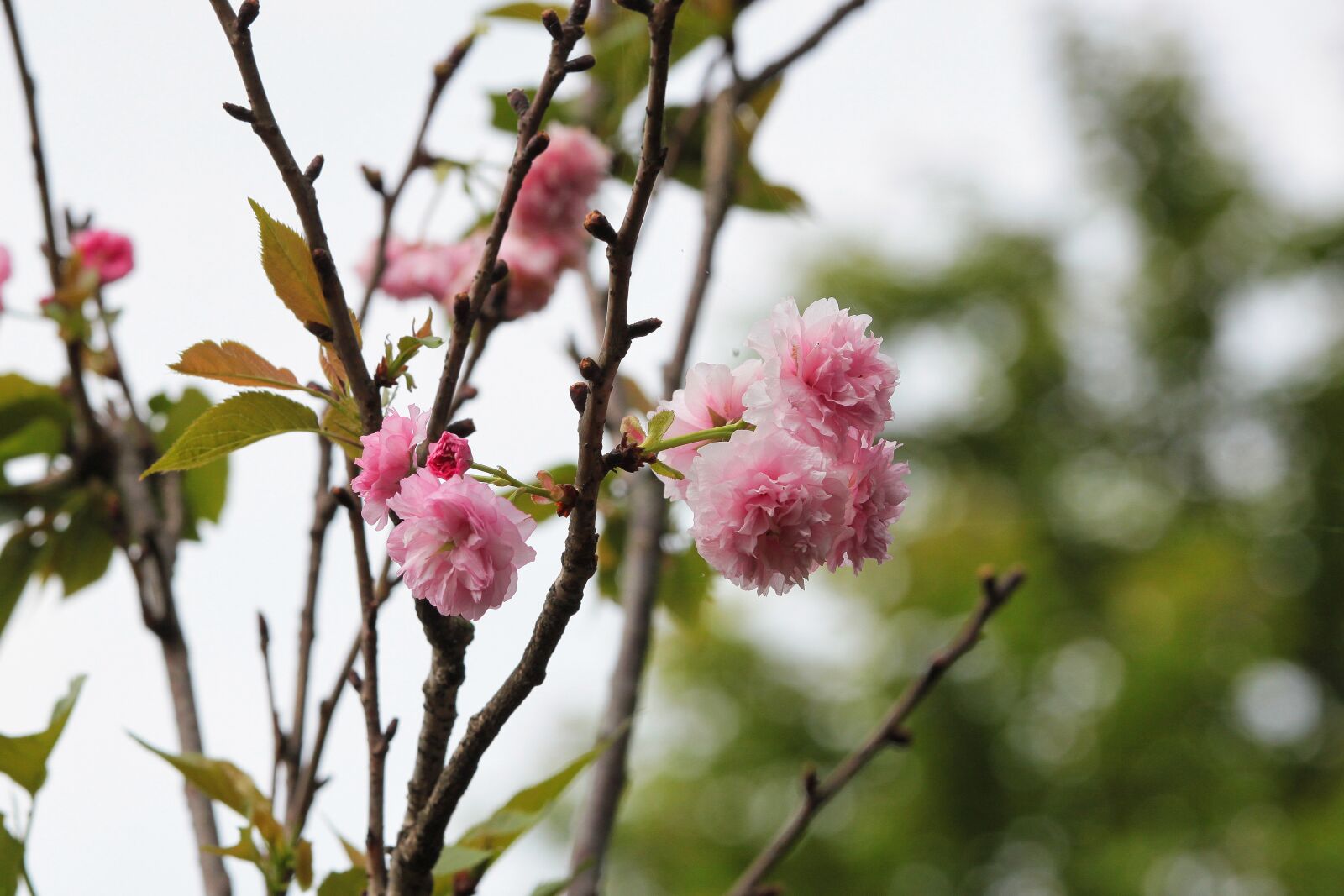 Canon EOS 500D (EOS Rebel T1i / EOS Kiss X3) sample photo. Plant, cherry blossoms, chrysanthemum photography