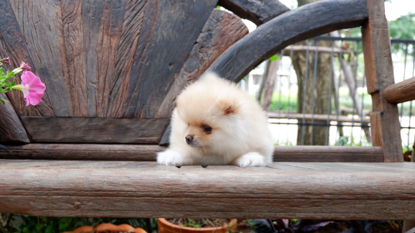 Fujifilm X-A3 + Fujifilm XC 16-50mm F3.5-5.6 OIS II sample photo. Puppy, dog, lovely photography