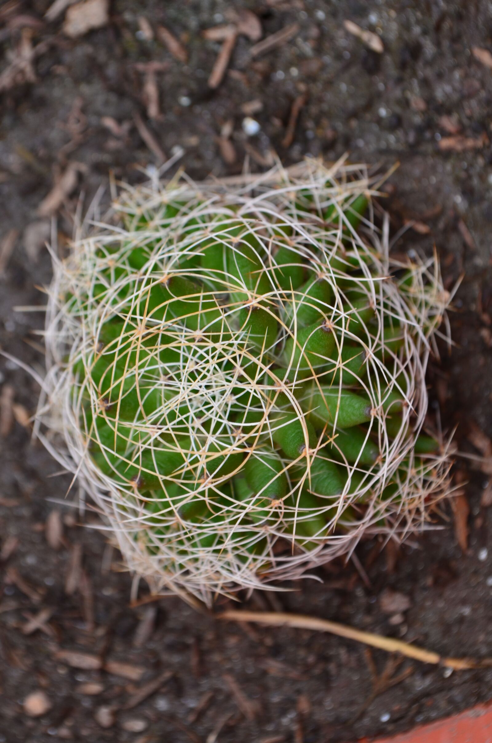 Nikon D5100 sample photo. Cactus, thorns, plant photography