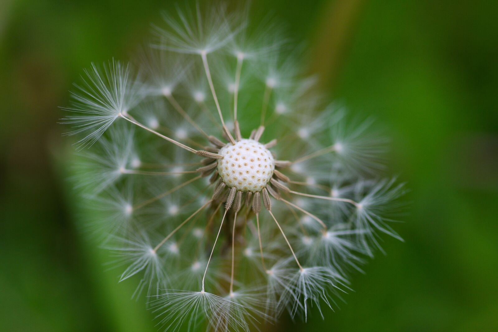 Canon EOS 400D (EOS Digital Rebel XTi / EOS Kiss Digital X) sample photo. Dandelion, dandelion fluff, macro photography