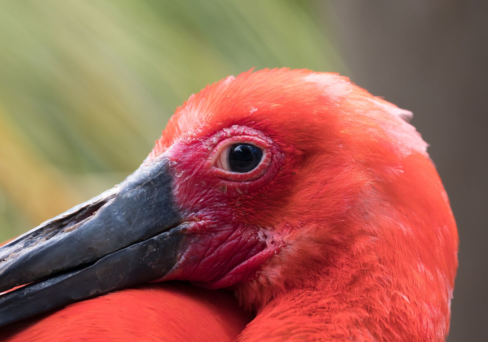 OLYMPUS M.300mm F4.0 sample photo. Scarlet ibis, portrait, bird photography