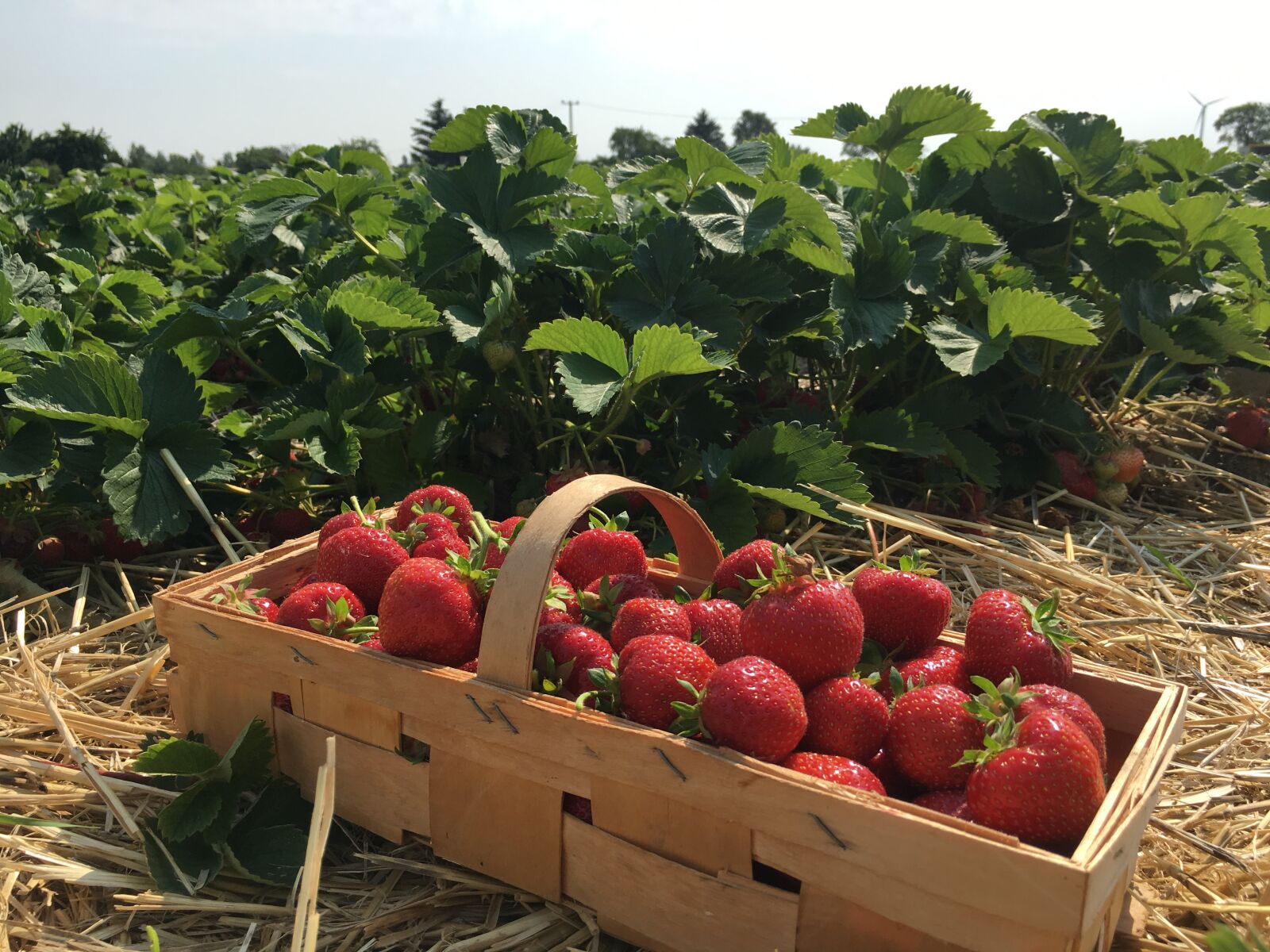 Apple iPhone 6s sample photo. Strawberries, straw, berries photography