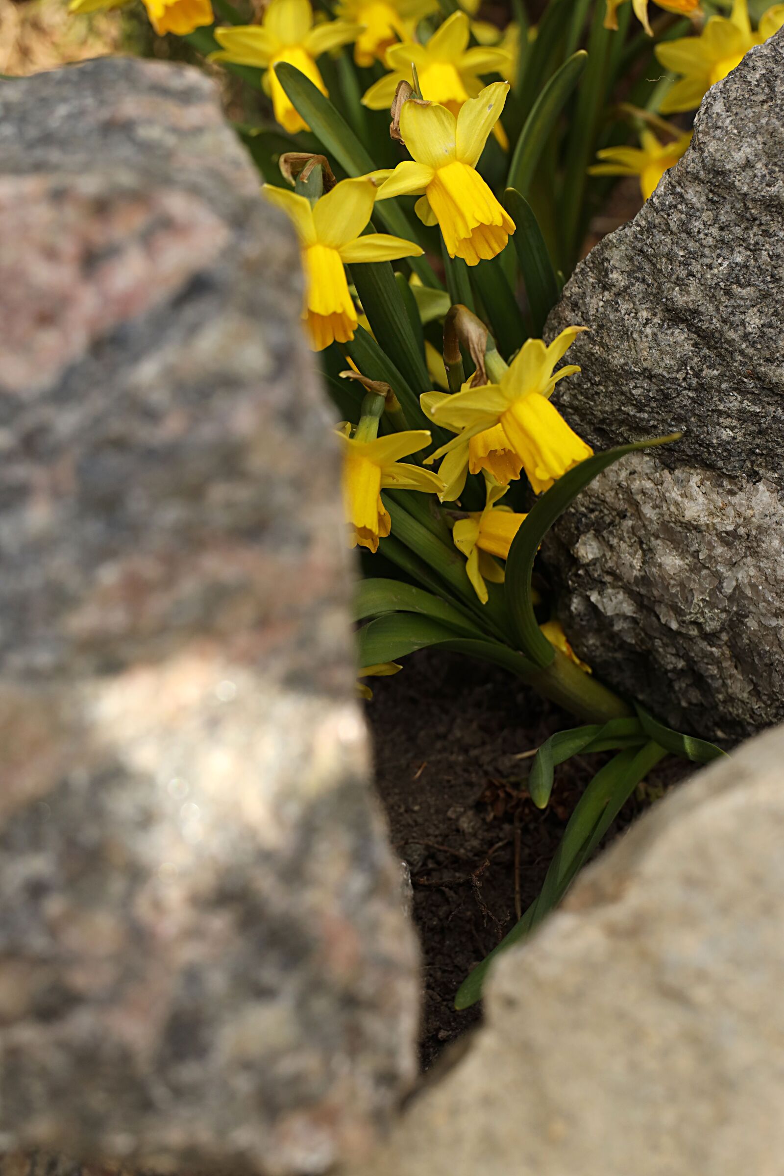 Canon EOS R sample photo. Daffodils, spring, flowerbed photography