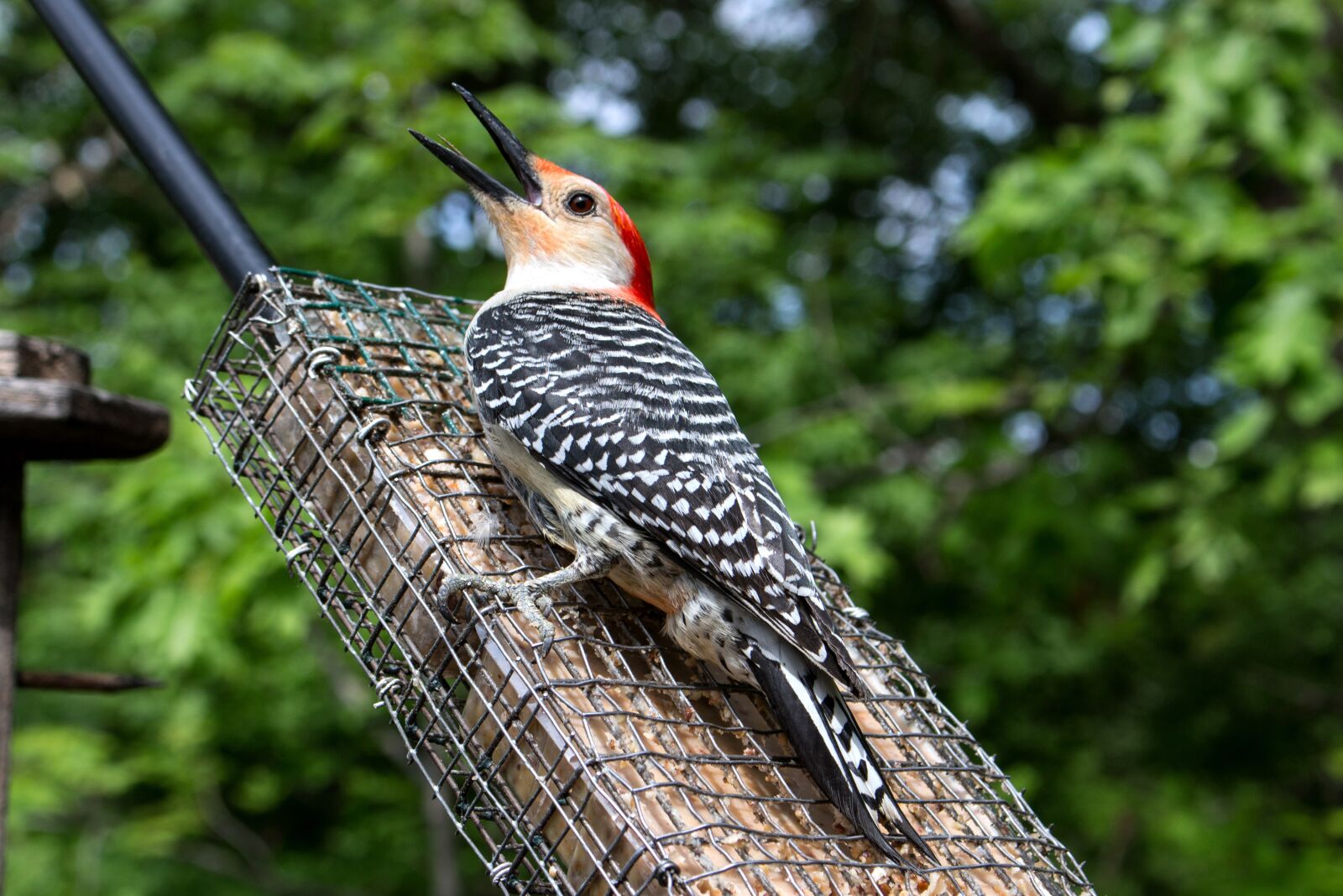 Canon EOS 100D (EOS Rebel SL1 / EOS Kiss X7) sample photo. Bird, woodpecker, wild photography
