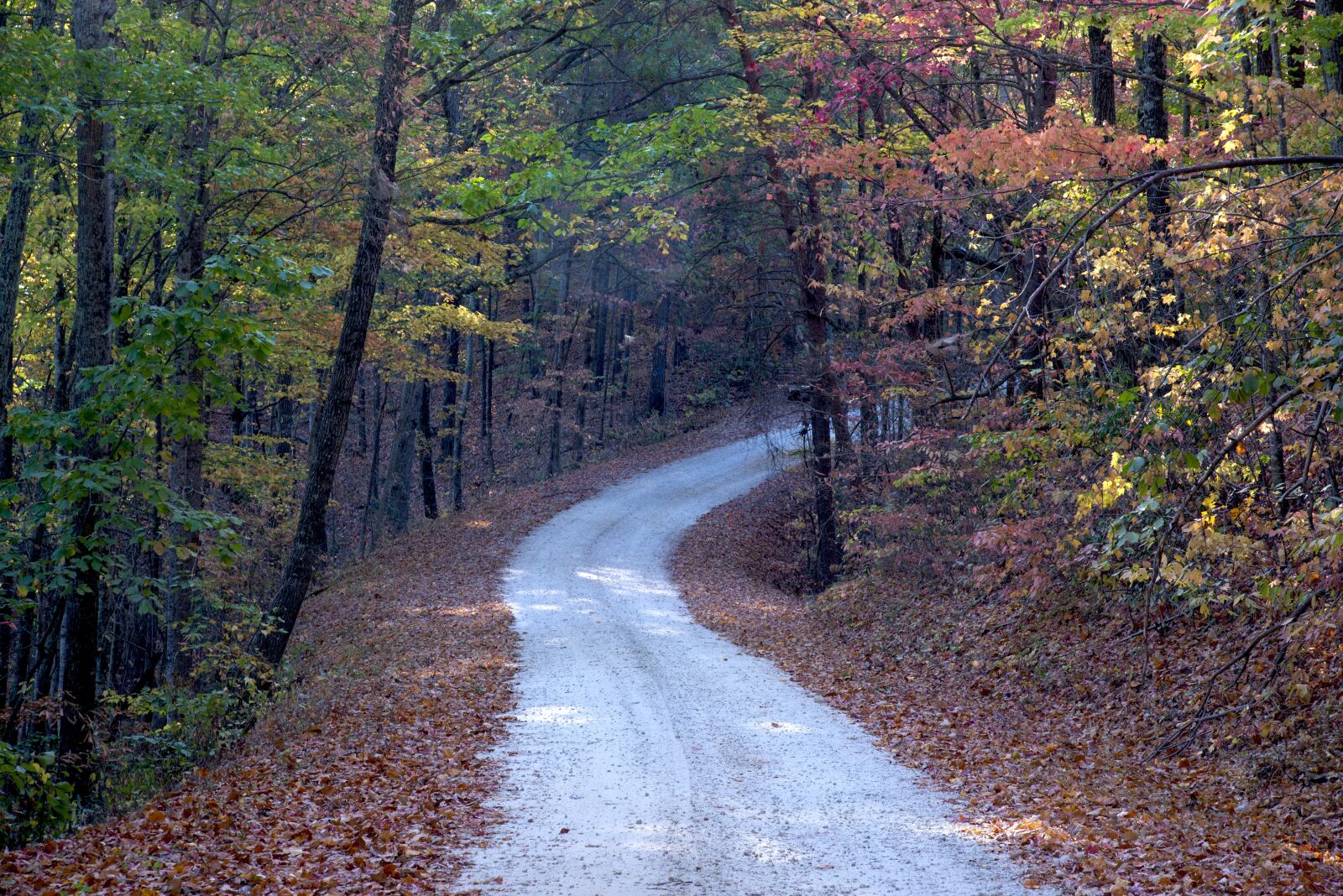 Nikon D610 sample photo. Forest, sunlight, landscape photography