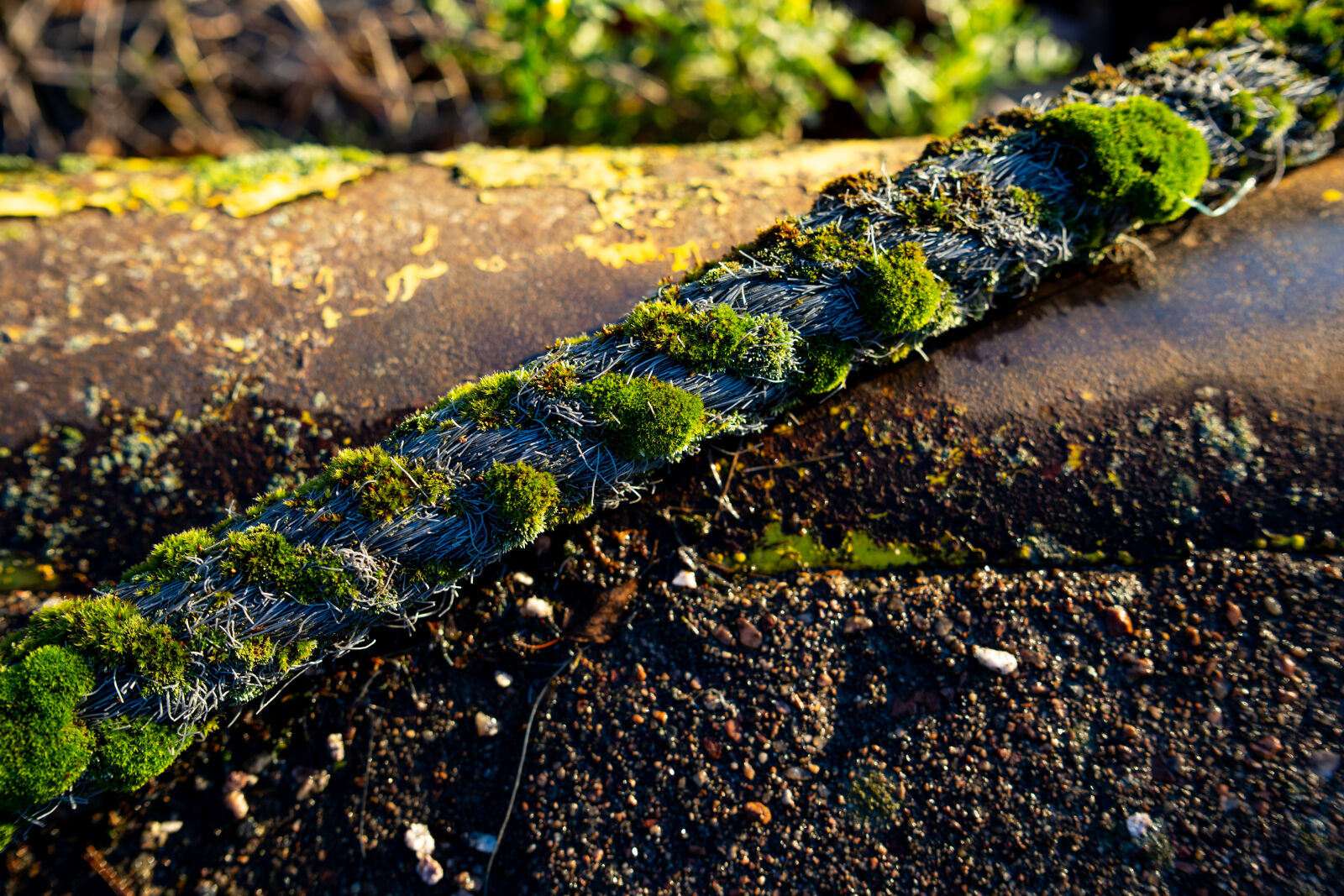 Sony a7R IV + Samyang AF 50mm F1.4 FE sample photo. The moss rope photography