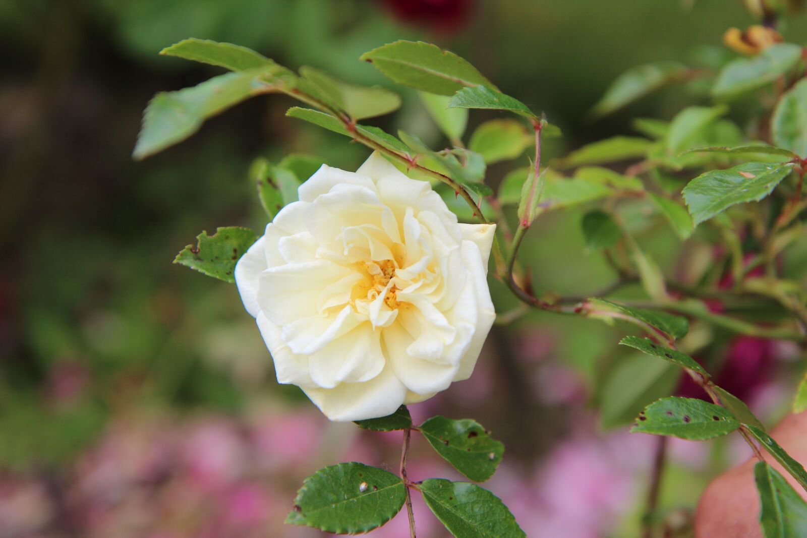 Canon EOS 600D (Rebel EOS T3i / EOS Kiss X5) sample photo. White rose, rosebush, old photography