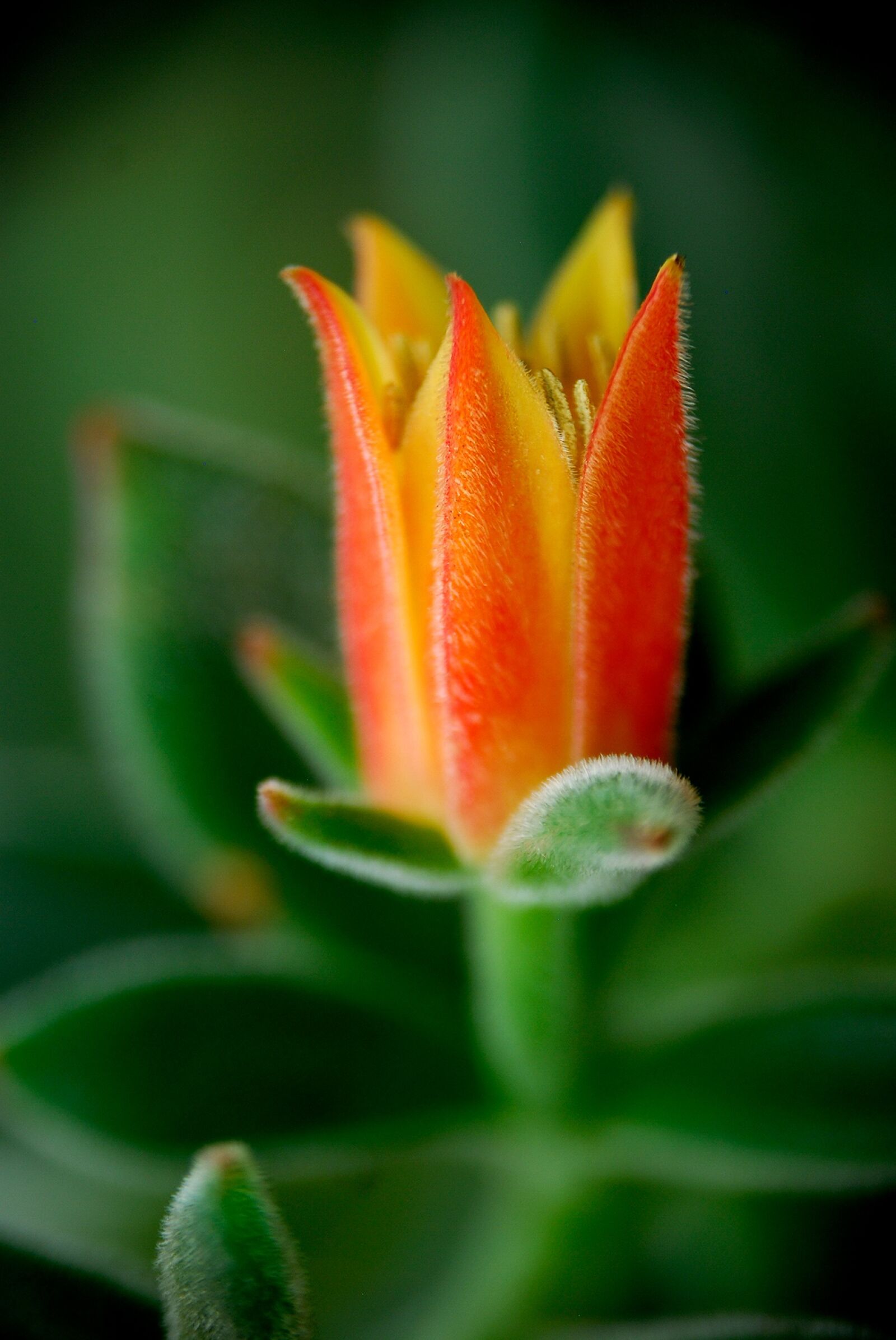 Nikon D80 sample photo. Beautiful flowers, cactus, flower photography