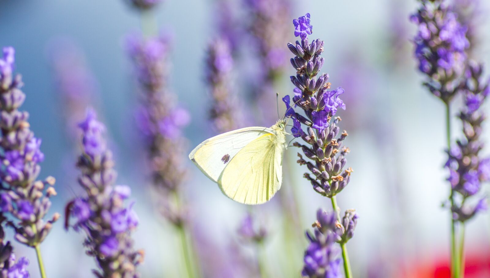 Canon EOS 650D (EOS Rebel T4i / EOS Kiss X6i) sample photo. Butterfly, lavender, summer photography