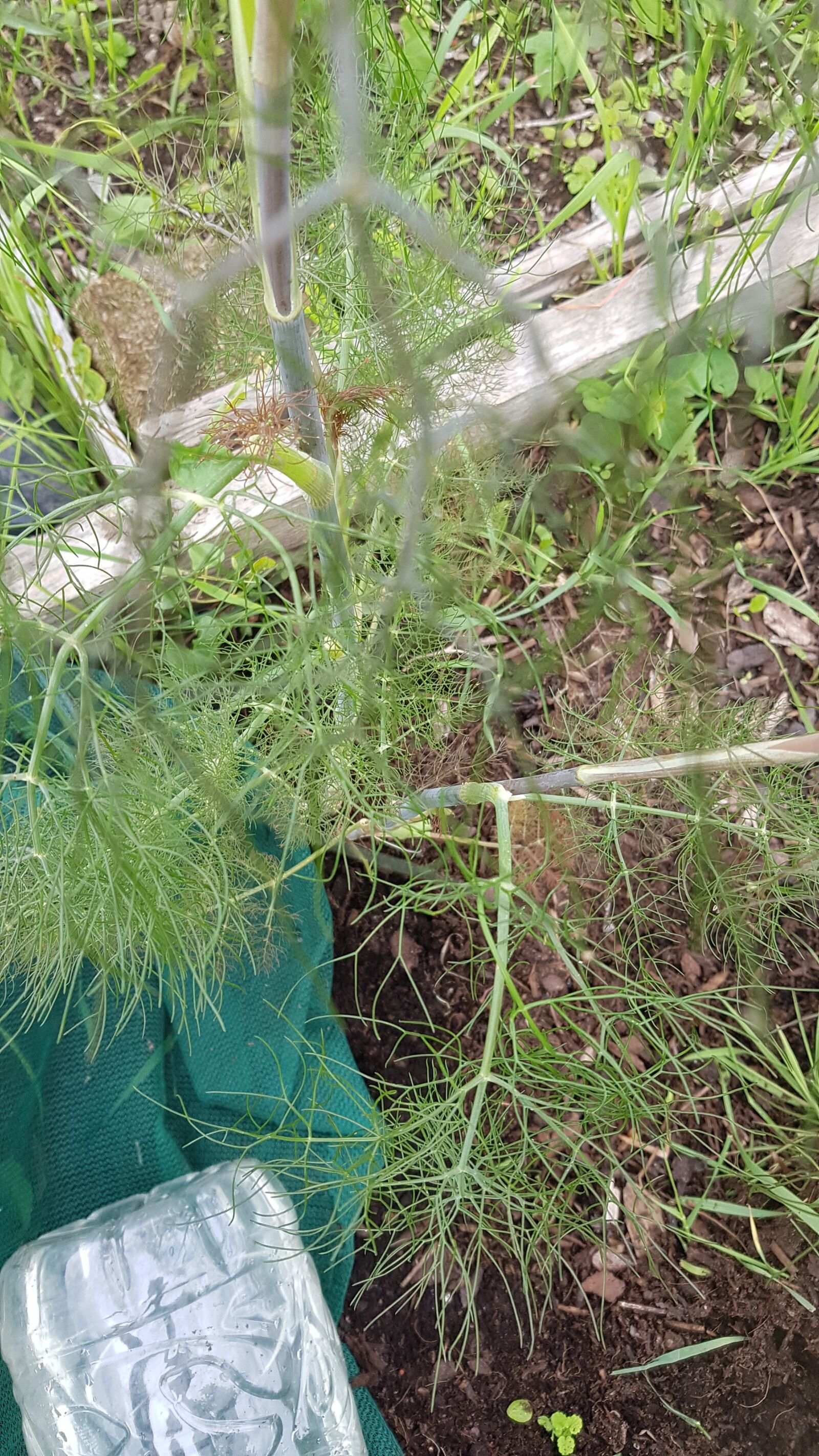 Samsung SM-G930F sample photo. Fennel, plant, in photography