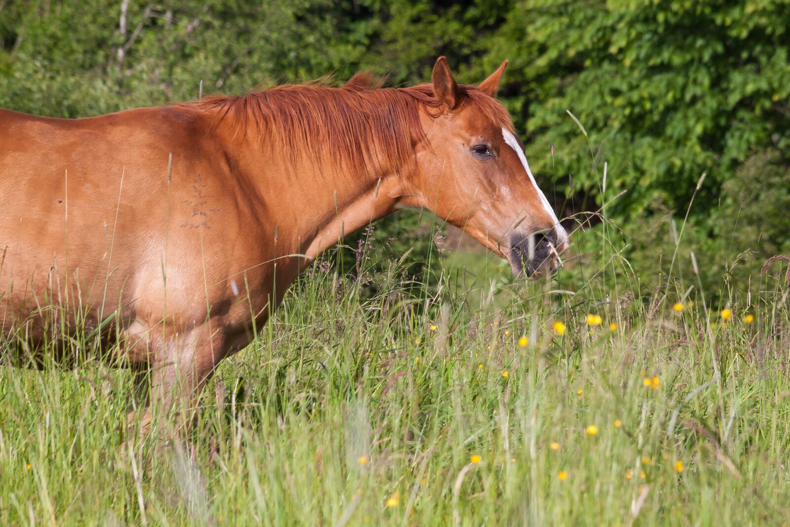 Canon EOS 50D sample photo. Horse, brown, fuchs photography