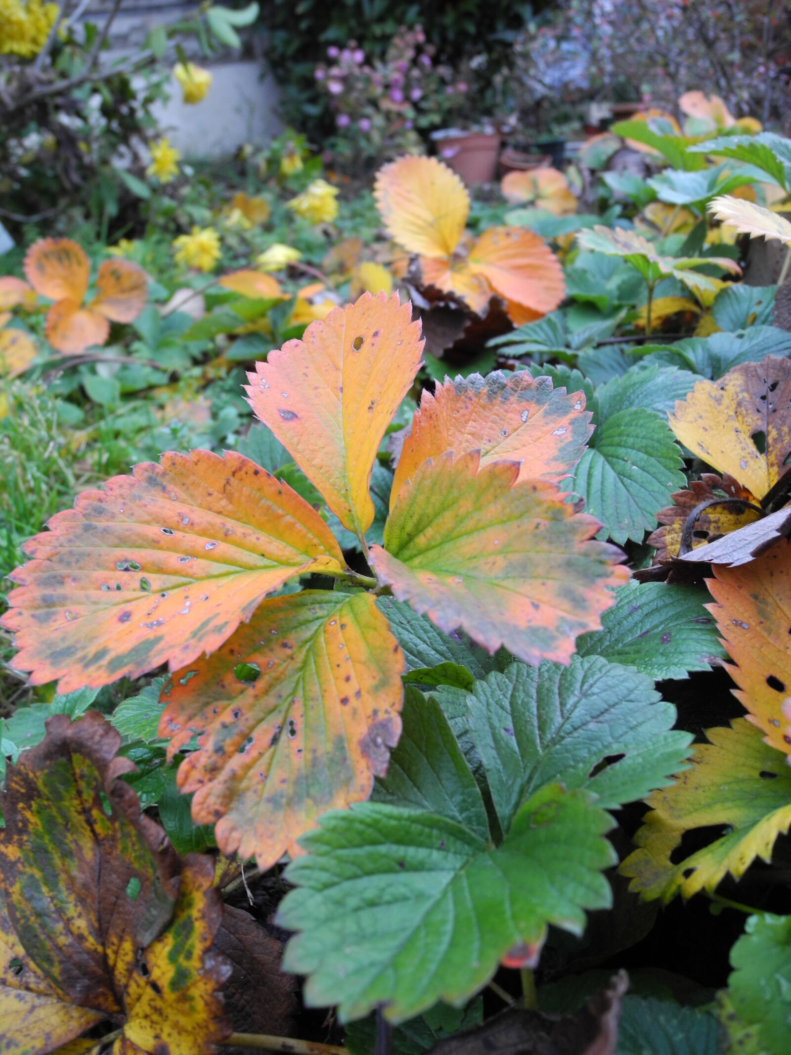 Nikon Coolpix P7000 sample photo. Plants, garden, faded photography