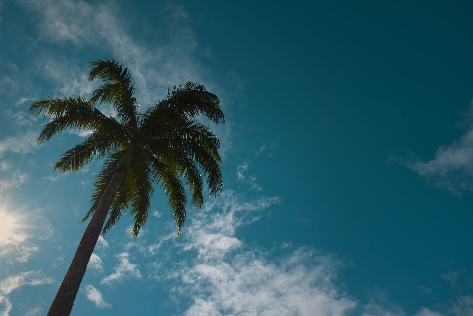 Nikon D5600 sample photo. Palm, peaceful, paradise photography