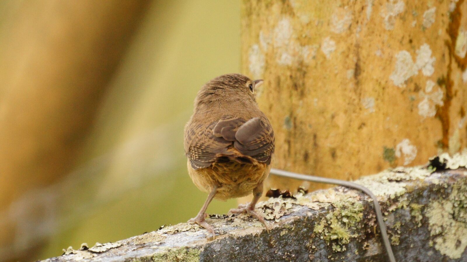 Sony SLT-A55 (SLT-A55V) + Sony 500mm F8 Reflex sample photo. Nature, birds, guatica photography