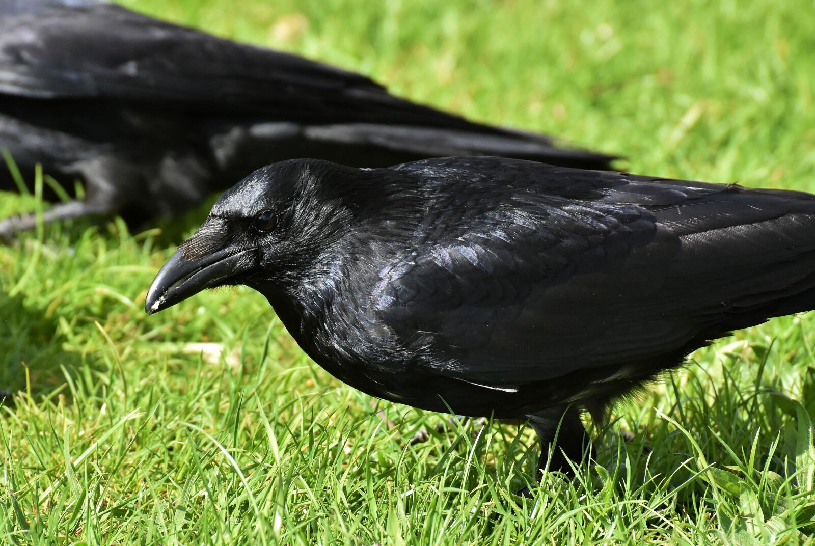 Nikon D7200 sample photo. Crow, raven bird, raven photography